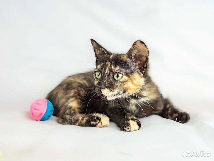 Котята в добрые руки бесплатно