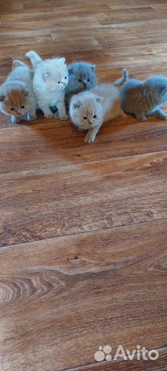 Британские котята