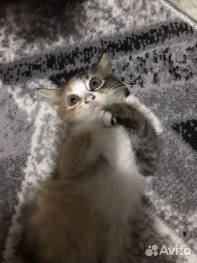 Котенок Бесплатно