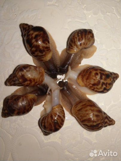 Улитка ахатина ретикулята