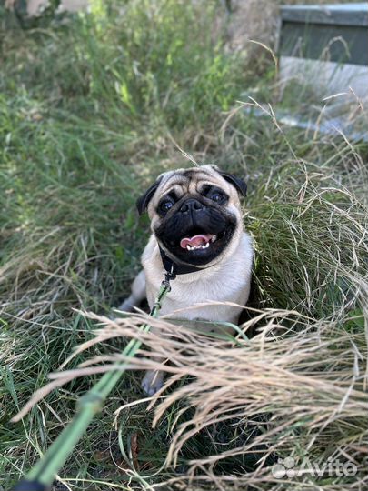 Вязка собак мопс