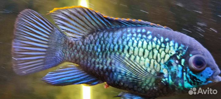 Аквариумные рыбки