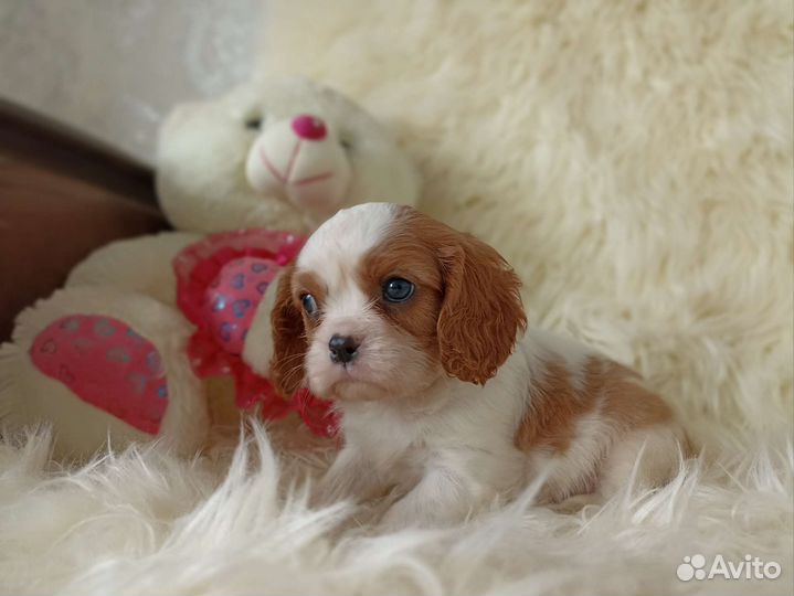 Кавалер Кинг чарльз спаниель