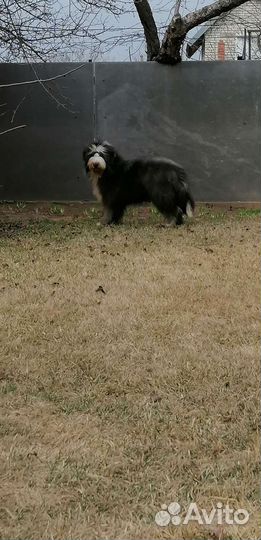 Бородатый колли