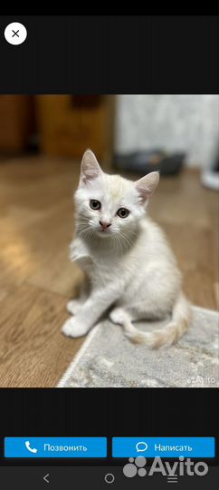 Кошка