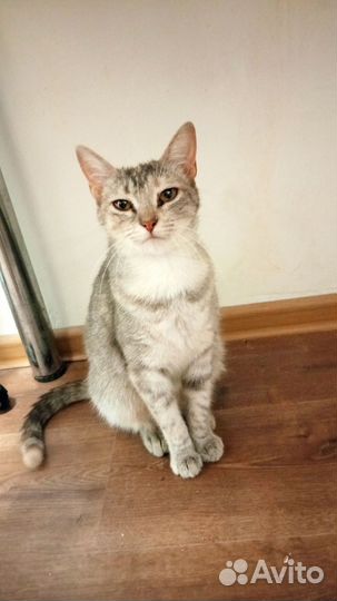 Кошка в добрые руки