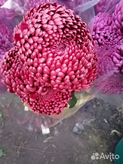 Продаётся цветы