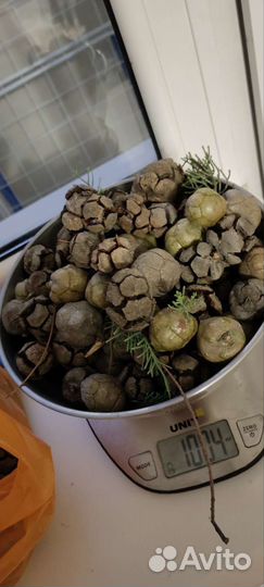Шишки кипариса