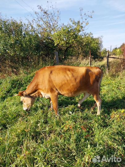 Телка джерсейской породы стельная