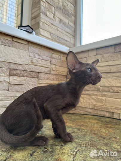 Ориентальные котята