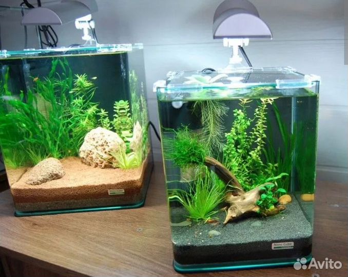 Аквариумные рыбки