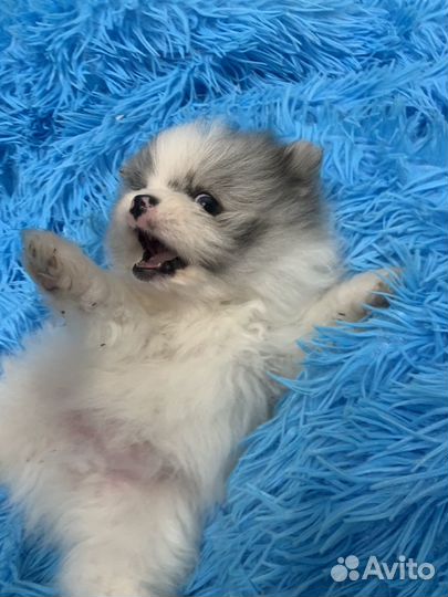 Щенки шпица