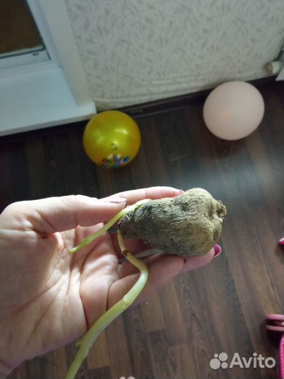 Георгины клубни. Бронь