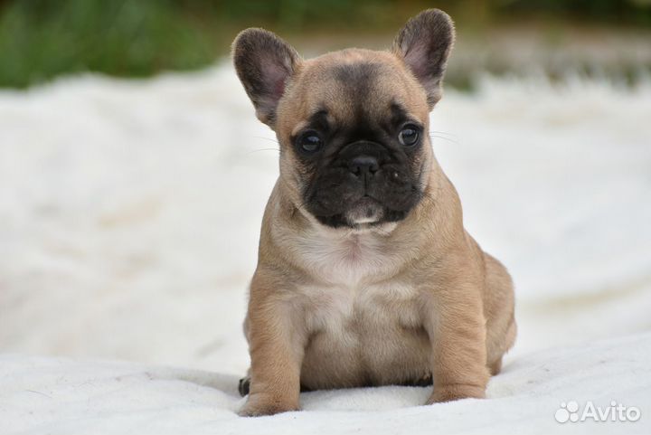 Французский бульдог три девочки