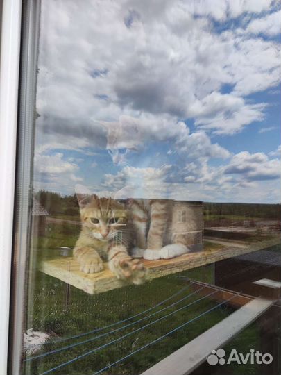 2 котёнка (родились 16 апреля)