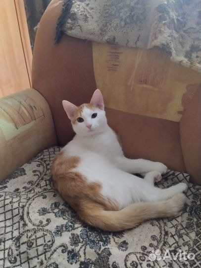 Котенок в добрые руки