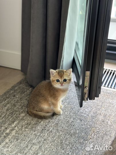 Золотой тиккированный британец. Москва