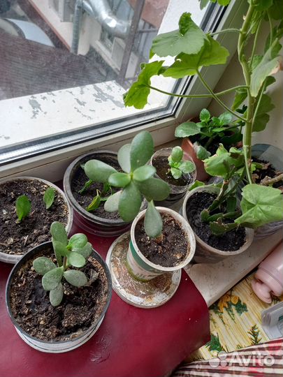 Цветы разные