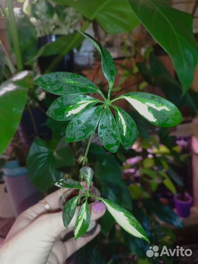 Шефлера вариегатная