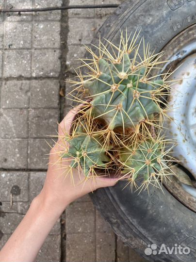 Кактусы
