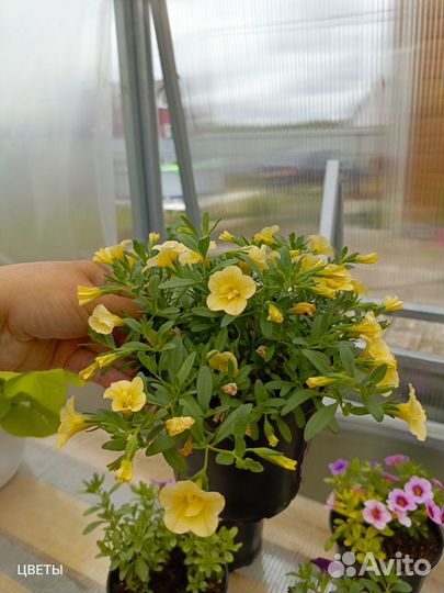 Калибрахоа