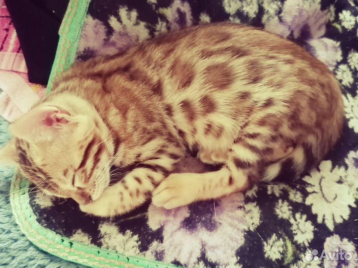 Бенгальский котёнок