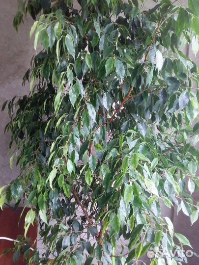 Фикус бенджамина