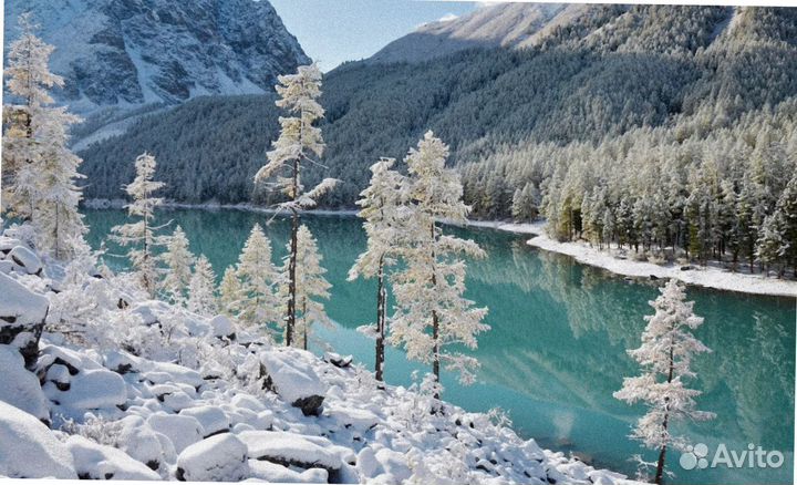 Зимой на Алтай тур поездка экспедиция до 7 дн