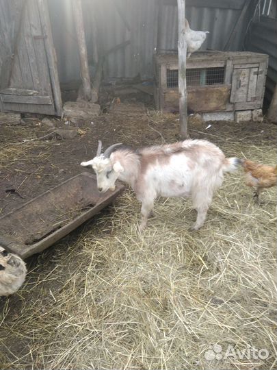 Козы, козлята