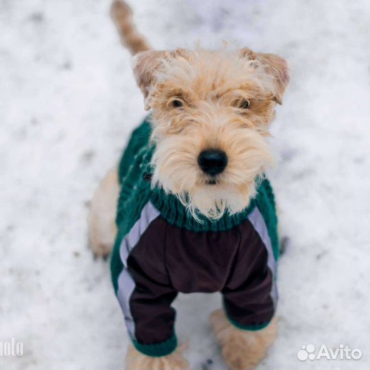 Одежда для животных