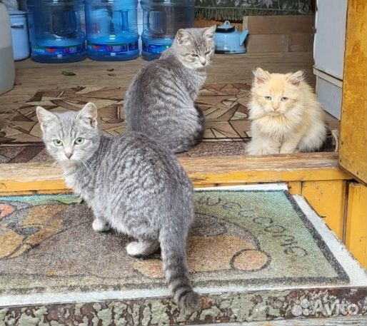 Котята в добрые руки бесплатно