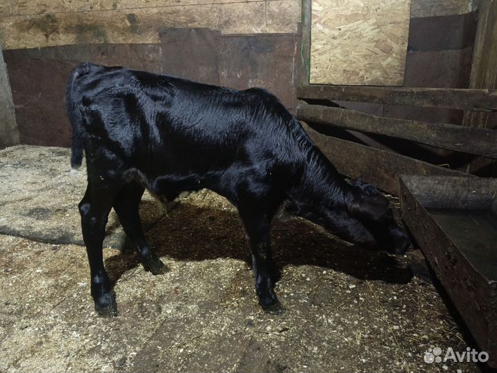 Теленок бычок