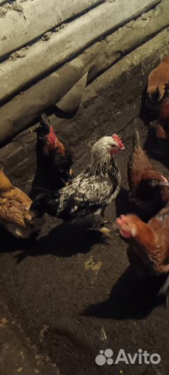 Молодые петухи