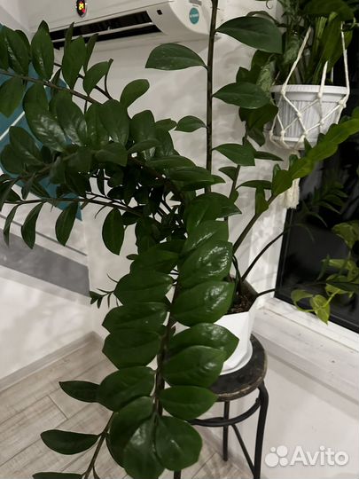 Замиокулькас