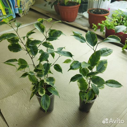 Сортовые фикусы