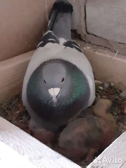 Голуби спортивные