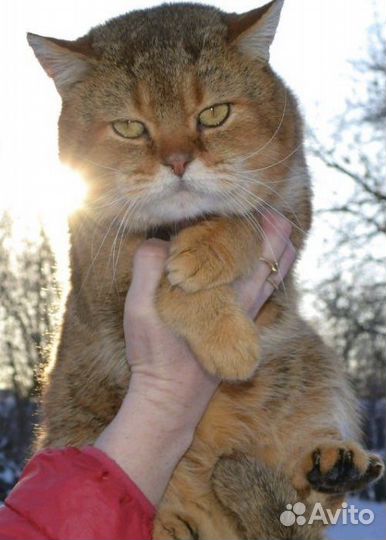 Вязка с золотым котом