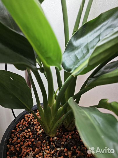 Стрелиция регина королевская