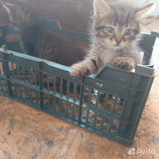 Котята отдам бесплатно