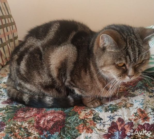Шотландская кошечка