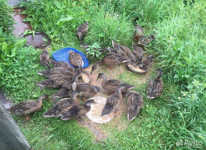 Утки подсадные для охоты