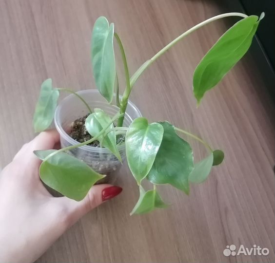 Филодендрон Бурле Маркс