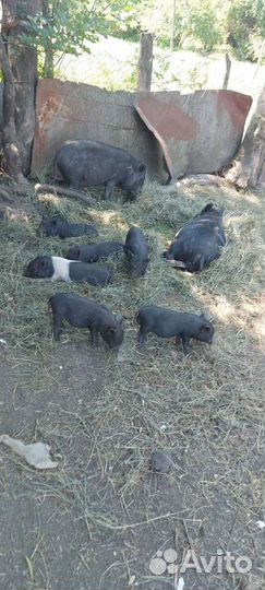 Вьетнамские вислобрюхие поросята