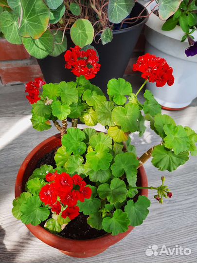 Герань, алоэ тигровый, хатиора