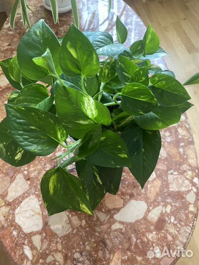 Сциндапсус