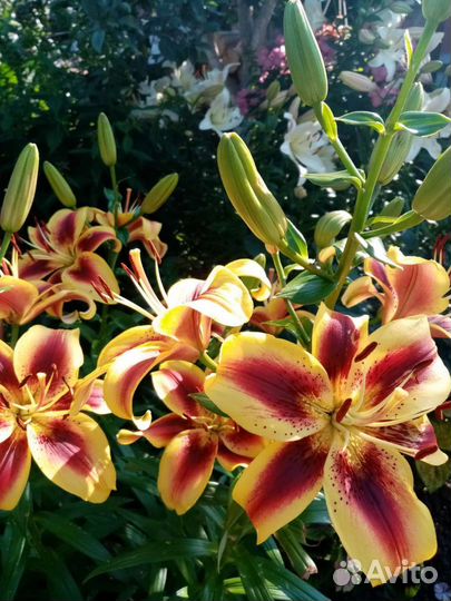 Многолетники