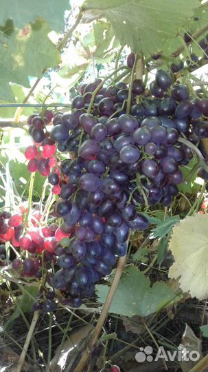 Плодовые и декоративные