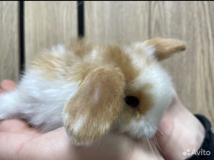 Декоративные карликовые кролики