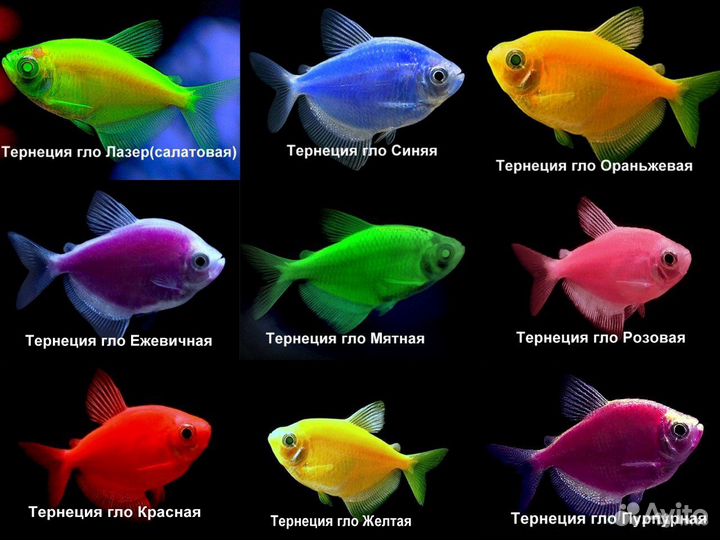 Аквариумные рыбки тернеция glofish