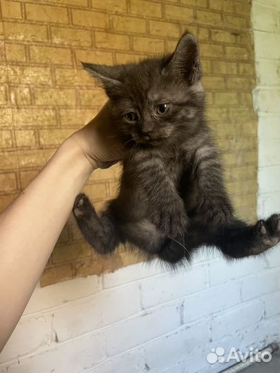 Котята в добрые руки бесплатно